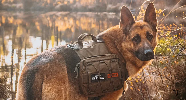 OneTigris Dog Backpack for Medium & Large Dogs, Nylon Backpack for Dogs Tactical Pet Backpack with Side Pockets for Hiking Walking Training Running Green Large - product information 13