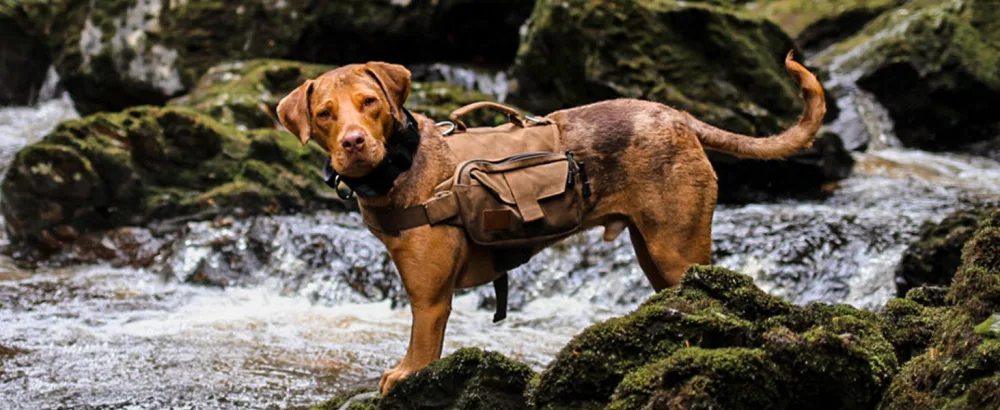 OneTigris Dog Pack Hound Travel Camping Hiking Backpack Saddle Bag Rucksack for Medium & Large Dog (Ranger Green, Large) Large Green - product information 10