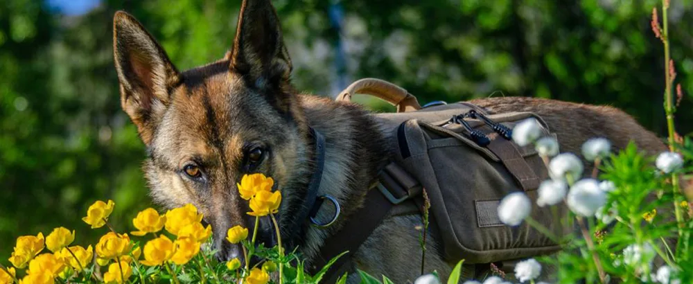 OneTigris Dog Pack Hound Travel Camping Hiking Backpack Saddle Bag Rucksack for Medium & Large Dog (Ranger Green, Large) Large Green - product information 11