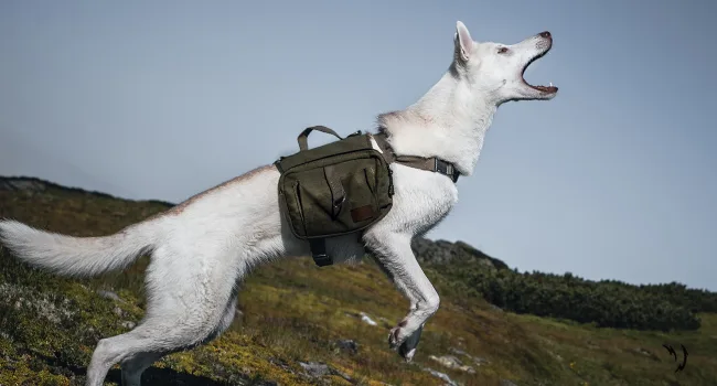 OneTigris Dog Pack Hound Travel Camping Hiking Backpack Saddle Bag Rucksack for Medium & Large Dog (Ranger Green, Large) Large Green - product information 12