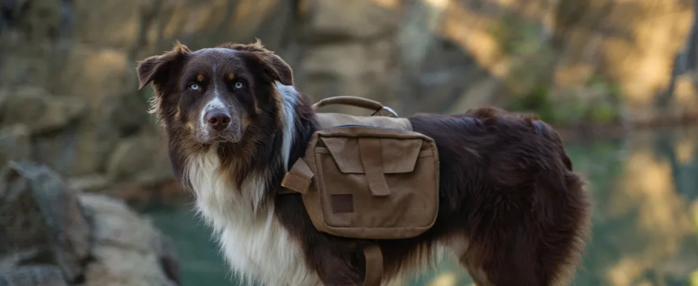 OneTigris Dog Pack Hound Travel Camping Hiking Backpack Saddle Bag Rucksack for Medium & Large Dog (Ranger Green, Large) Large Green - product information 16