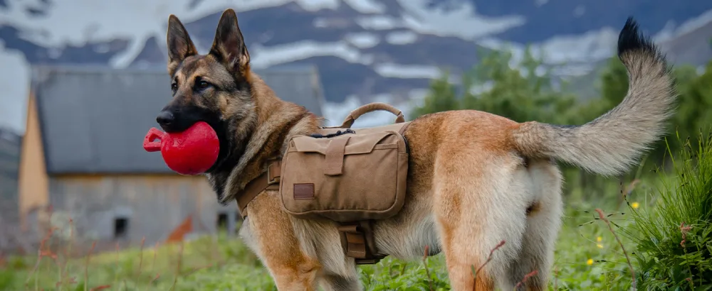OneTigris Dog Pack Hound Travel Camping Hiking Backpack Saddle Bag Rucksack for Medium & Large Dog (Ranger Green, Large) Large Green - product information 8