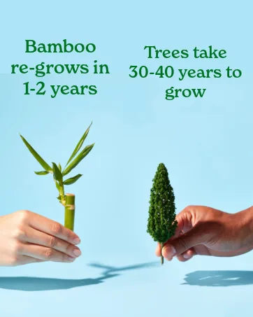 Caboo Tree Free Bamboo Paper Towels, 6 Rolls, Earth Friendly Sustainable Kitchen Paper Towels with Strong 2 Ply Sheets 6 Count (Pack of 1) - Bamboo is Better