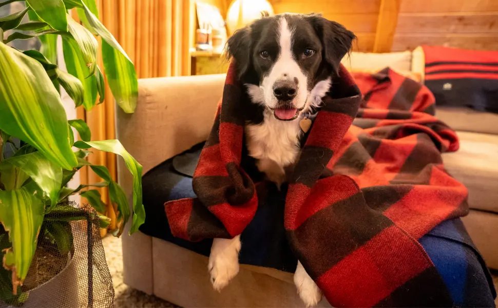 Arcturus Plaid Wool Blankets - 4.5lbs Warm, Heavy, Washable, Large | Great for Camping, Outdoors, Sporting Events, or Home Green Buffalo - Arcturus Backwoods Plaid Wool Blankets