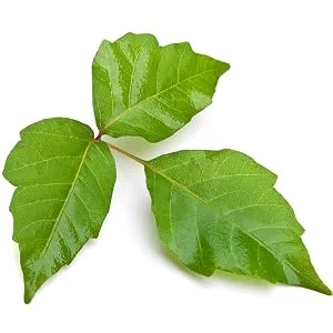 Tecnu Extreme Poison Ivy & Oak Scrub Individual Use Packets, 0.5 Ounce (Pack of 50) - tecnu technu tech nu calamine rash poison ivy oak calamine benadryl hydrocortisone itching spread