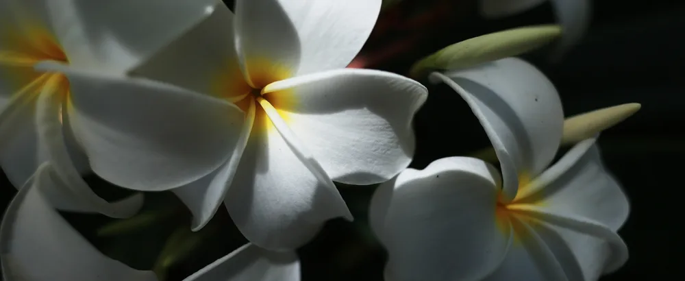 Canon RF16mm F2.8 STM - Minimum Focusing Distance