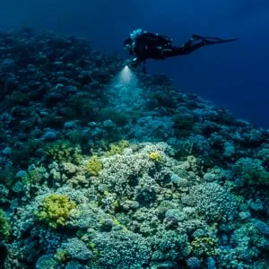 Sea Dragon 2500F Light Kit (SL671) - Diver Shining a Light Over Coral