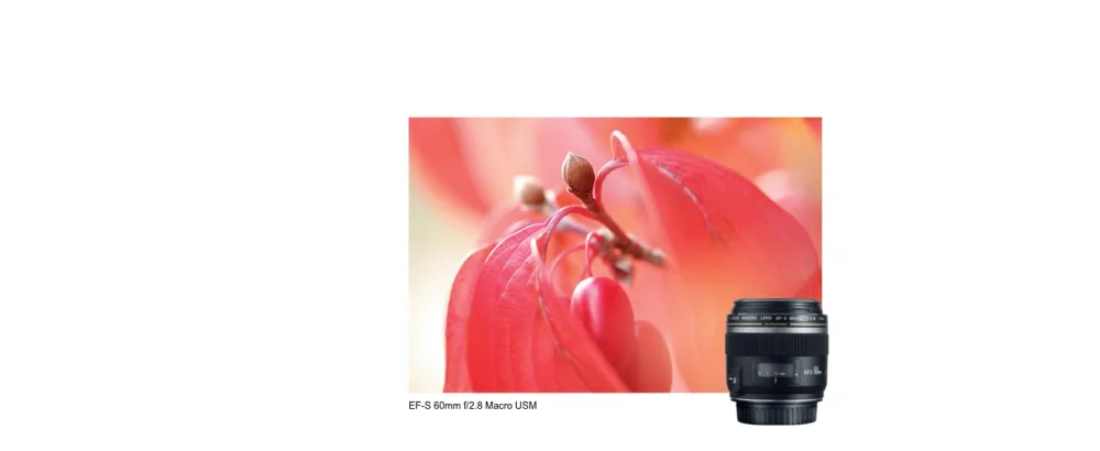 Canon EOS Rebel T7i US 24.2 Digital SLR Camera with 3-Inch LCD, Black (1894C002) Black w/ 18-55mm - Macro Lens