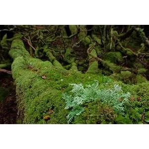 Fujifilm XF16mmF1.4 R WR Lens Only - product information 4
