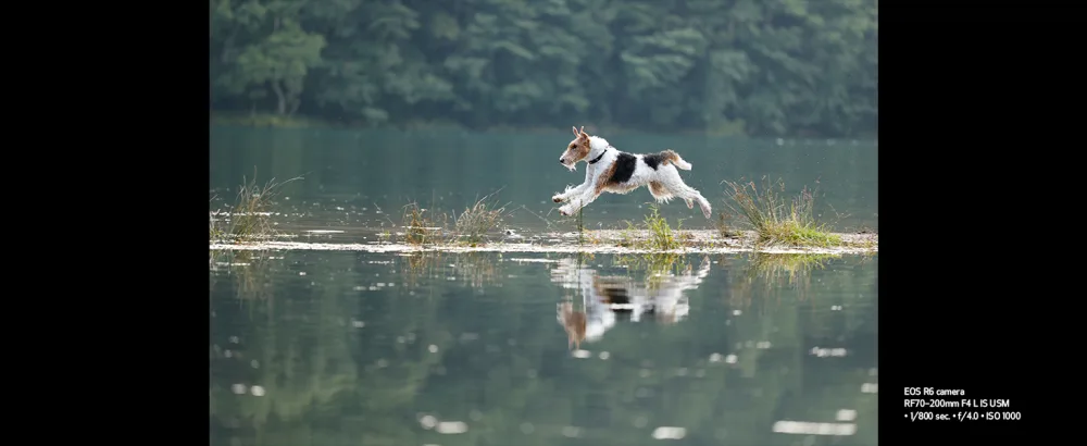 Canon RF70-200mm F4 L is USM (4318C002) - Sample Image