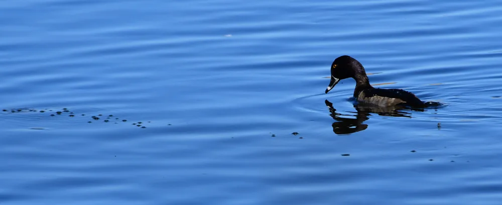 NIKON PROSTAFF P7 8X30 - bird water