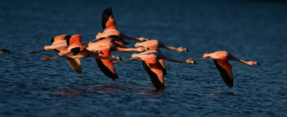 NIKON PROSTAFF P7 8X30 - birds