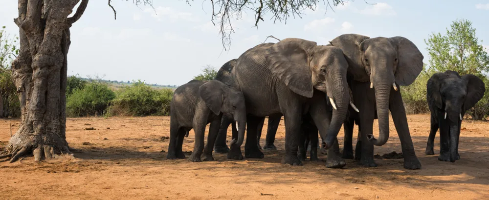 NIKON PROSTAFF P7 8X30 - elephant tree