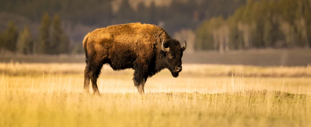NIKON PROSTAFF P7 10X42 - field mountains animal