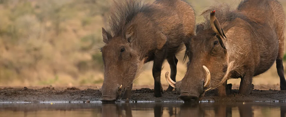 NIKON PROSTAFF P7 10X42 - hogs