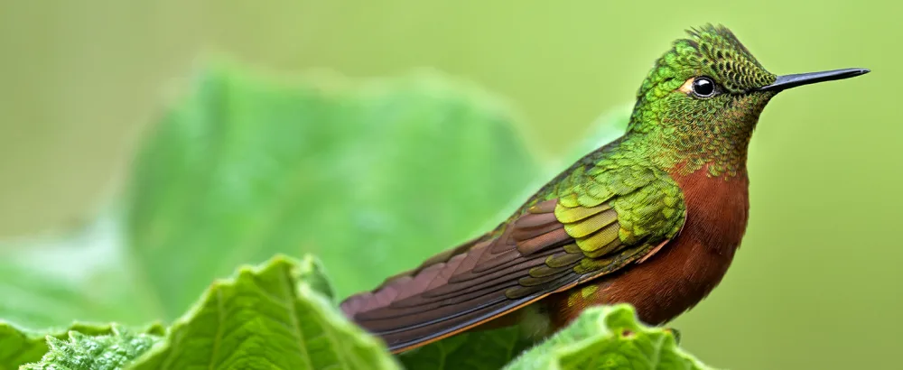 NIKON PROSTAFF P7 10X42 - hummingbird green
