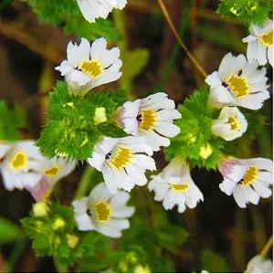 Horb ach Eyebright Herb Supplement | 2 fl oz | Alcohol Free Drops | Super Concentrated Liquid Extract Tincture | Vegetarian Non-GMO Gluten Free - CL40356