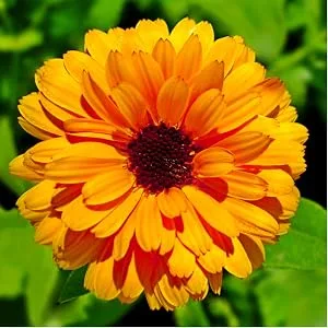 Horb ach Calendula Flower Capsules 1100mg | 180 Count | Marigold Extract | Non-GMO Gluten Free Herbal Supplement - flower