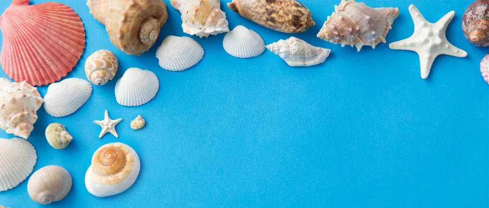 QICQDRAM 6PCS Large Scallop Shells Crafts 4''-5'' Large Shells Decoration, for Baking Shells, Crafts DIY Painting Beaching Wedding Decoration, Beach Natural Scallop Shells Bulk 4"-5" 6pcs - Sea Shells
