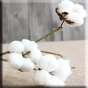 6 Long Cotton Swabs 500pcs for Makeup, Gun Cleaning or Pets Care - product information 2