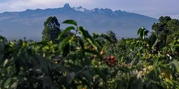 Grand Parade Coffee, 3 Lbs Organic Unroasted Green Coffee Beans - 100% Kenya Blue Mountain - Prime Grade 1 Single Origin - Unroasted Coffee Beans Home Roaster Hawaii Kona Fancy Jamaica Blue Mountain Organic Panama Geisha