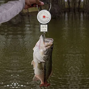 Goture Digital Hanging Scale Mechanical Kitchen and Fish Fishing Scale Multi-Purpose Portable Hand Held Dial Weight Scale with Tape Measure (50 Lbs / 22Kg) - product information 26