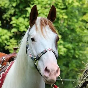 Weaver Leather Original Non Adjustable Halter Yearling Blue - horse with halter