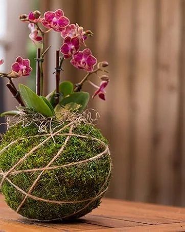 SuperMoss (25320) Forest Moss Preserved, Fresh Green, 2oz - Orchid Kokedama