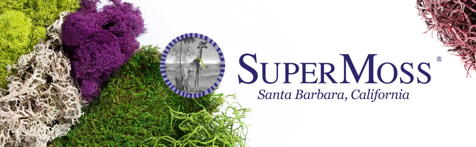SuperMoss (25320) Forest Moss Preserved, Fresh Green, 2oz - Supermoss