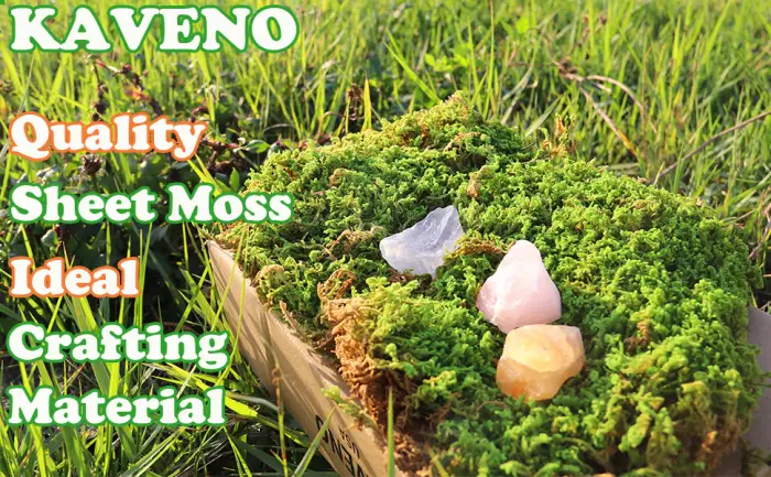 kaveno Green Moss Decorative Ball Natural (2.4"-Set of 12 Green) - moss sheet