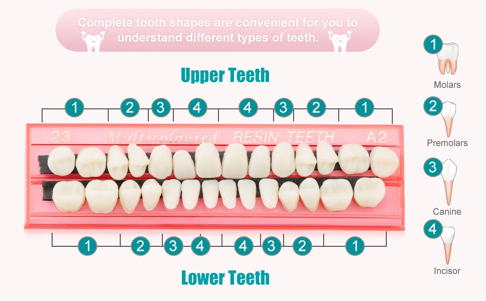 4 Sets Acrylic Resin Fake Teeth Dental Denture False Teeth Teeth Upper and Lower Synthetic Resin Teeth for Replacement, 112 Pieces, 23 A2 - product information 3