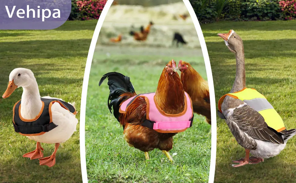 Vehipa 3 Pcs Hen Reflective Vest ,Adjustable Chicken Harness Hen, Poultry Chicken Hen Saddle Apron Feather Protection Holder for Chicken Geese Duck - product information 5