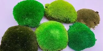 1.5sq. Ft Preserved Moss Pole Moss Pillow Moss Colored Decorative Moss for Moss Crafts, Art DIY, Wall Decor (Yellow Green) - different color pillow moss