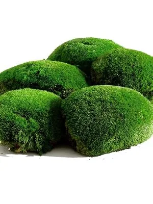 1.5sq. Ft Preserved Moss Pole Moss Pillow Moss Colored Decorative Moss for Moss Crafts, Art DIY, Wall Decor (Yellow Green) - pillow moss