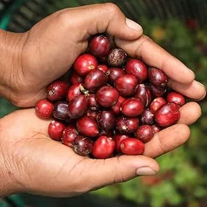 Nescaf Special decaffeinated filter for coffee soluble 25 x 2 g decaffeinated 25 units Lot de 1 - Verantwoorde landbouw