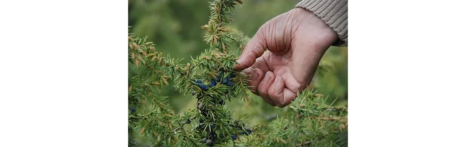 Herbaria culinary delight organic Mdoos 6 x 100 g - Juniper uit Bosnië