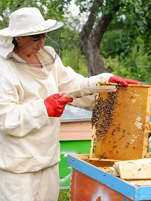 Organic lavender honey raw from ImkerPur not centrifuged or heated contains pollen beeswax and other natural ingredients - product information 5