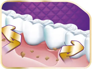 Corega Max fixation + seal fixing cream for dental prostheses up to 12 hours fixation 70 g Maximum sealing cream 70 g - Corega