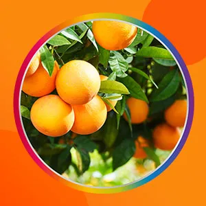 GSK Centrum Multigummies Immunity Support Oranje 60 Gummies - Centrum Immuniteit Ondersteuning