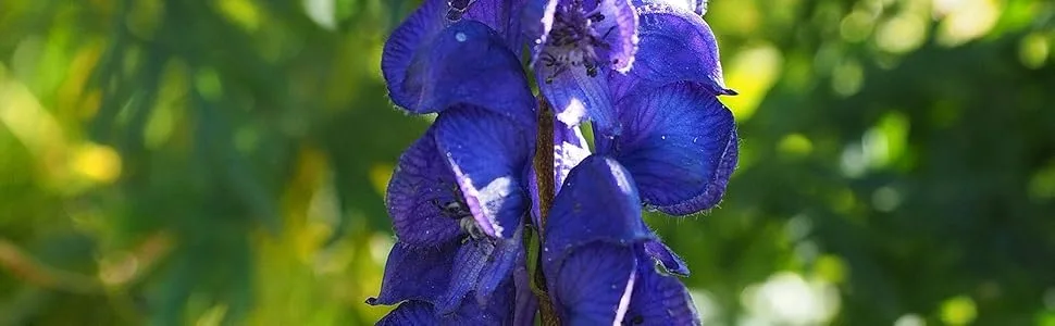 ArcaPharma KAUMA the natural alternative to synthetic benzodiazepines twolayer tablet with soothing and relaxing physiological effect - SCUTELLARIA