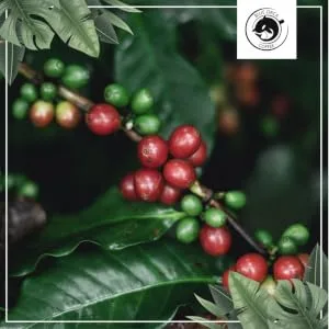 Blue Orca Coffee MEXICO Single Origin coffee beans 100 Arabica freshly roasted 1 kg - blauw