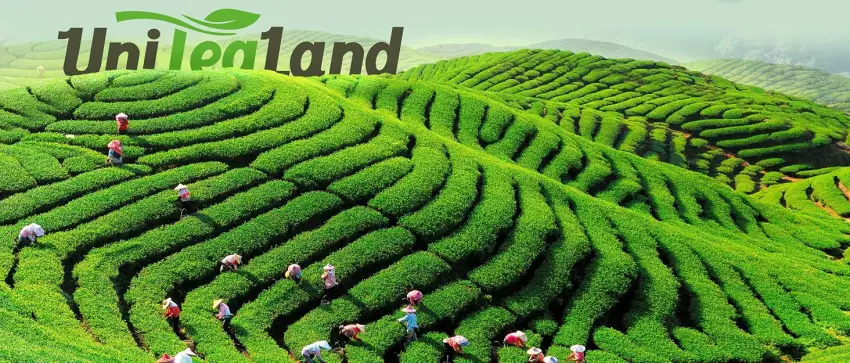 Oolong Tee Pink Beauty UniTea Land 100 gram - Thee UniTea Land
