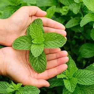 PeppermintMan Organic clover seed content 250 g - Inspiratie