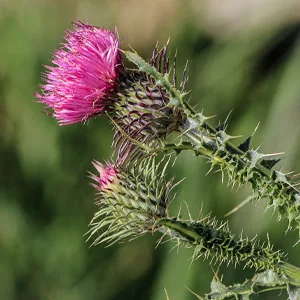 Frontier Co-op Organic Whole Milk Thistle Seed 1lb - TOP-QUALITY MILK THISTLE