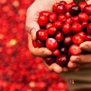 Vitanica Cranstat Extra  Urinary Tract Support  Vegan  60 Capsules CranStat Extra Pro Logo - cranberries
