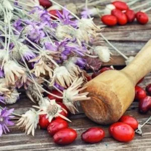  Plameca Plameca Echinacea Purpurea Raiz Crushed Bag 100 g 1 Piece 300 g - plantes médicinales sur table