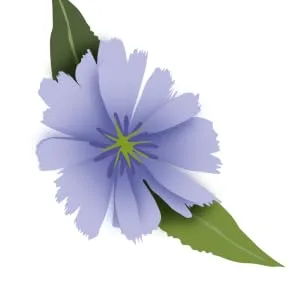  Biolane BiOrigine - Organic Transit Infusion - Naturally Sourced Ingredients - 20 Sachets - Chicorée