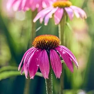 Optima Naturals Optima Naturals Echinacea Throat Spray Mint 20 ml - Echinacée, fleur, parties aériennes, extrait, phytoextrait, voies respiratoires, gorge