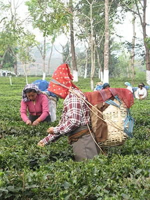  Lebensbaum Lebensbaum Loose Black Tea Friesen Broken de th en vrac 100 g - Lebensbaum Thé épices café