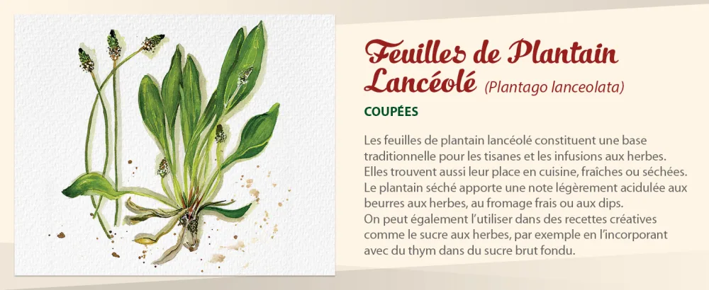  Biojoy Biojoy Organic Lanceolate Plantain Herbal Tea (250 g) Plantain Leaves Lanceolate Dried and Cut (Plantago lanceolata) - aplus content image